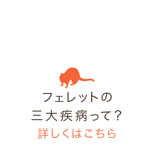 フェレットの 三大疾病って？