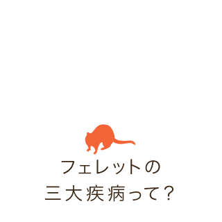 フェレットの 三大疾病って？