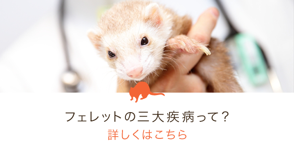 フェレットの 三大疾病って？
