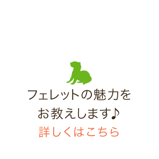 フェレットの魅力をお教えします♪