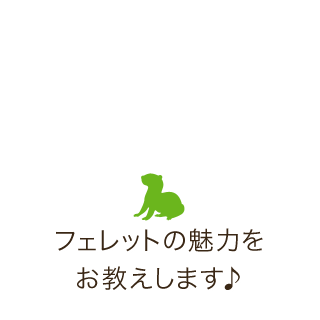 フェレットの魅力をお教えします♪