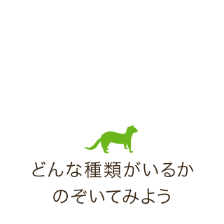 どんな種類がいるかのぞいてみよう