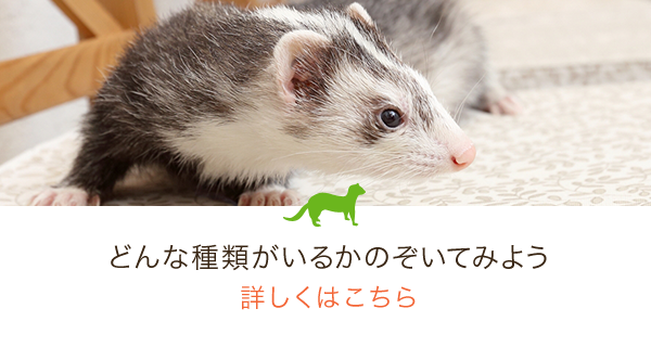 どんな種類がいるかのぞいてみよう